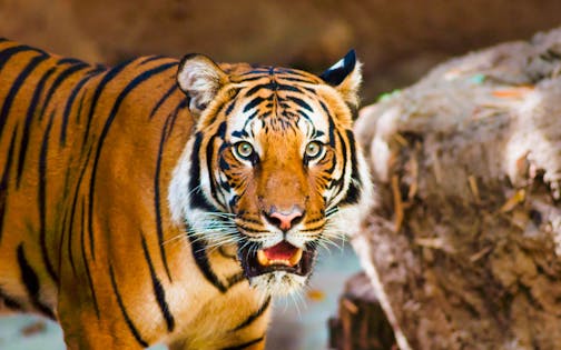 Skip the Line San Diego Zoo 1 Day Ticket