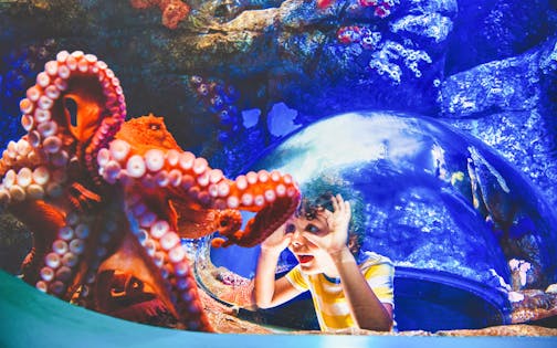 Seaworld San Diego Single Day Ticket