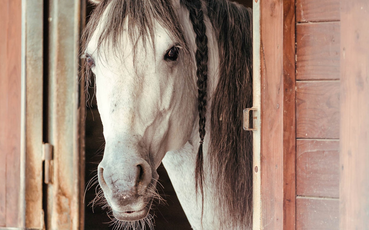 White horse with braided mane in stable at Chateau of Chantilly.