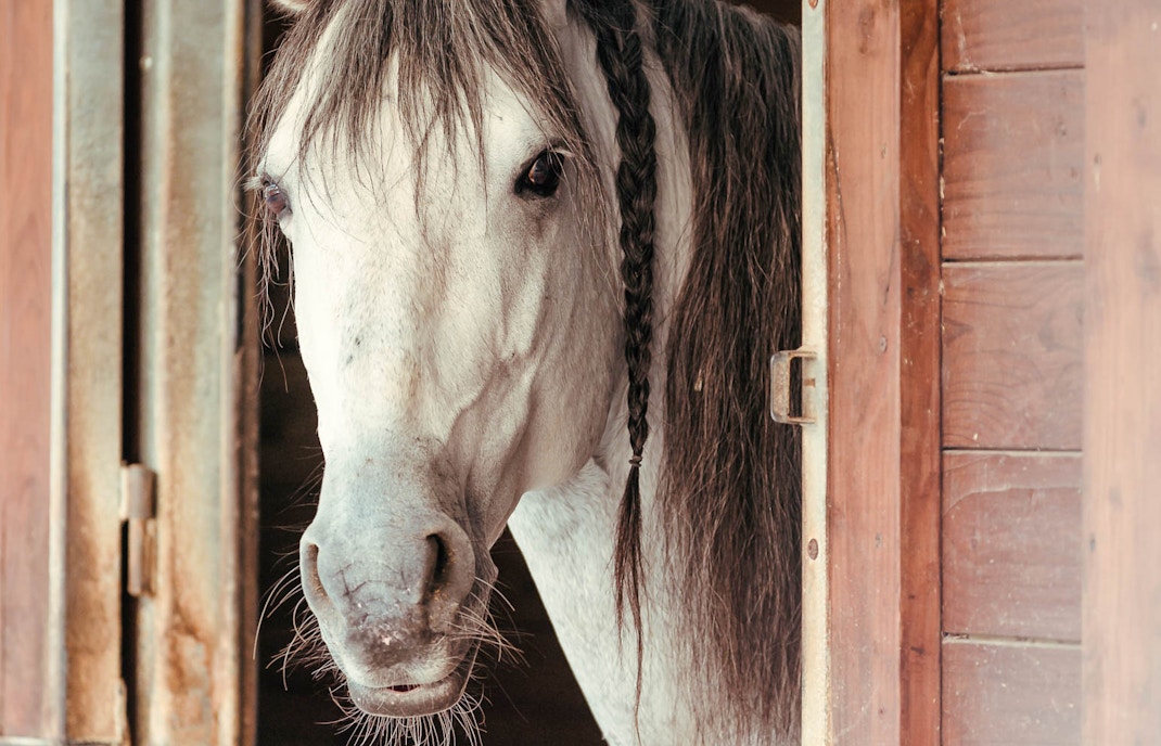 Chateau de Chantilly Great Stables