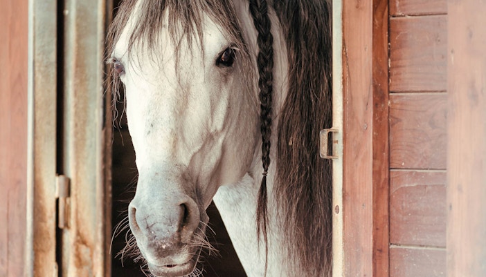 Chateau de Chantilly