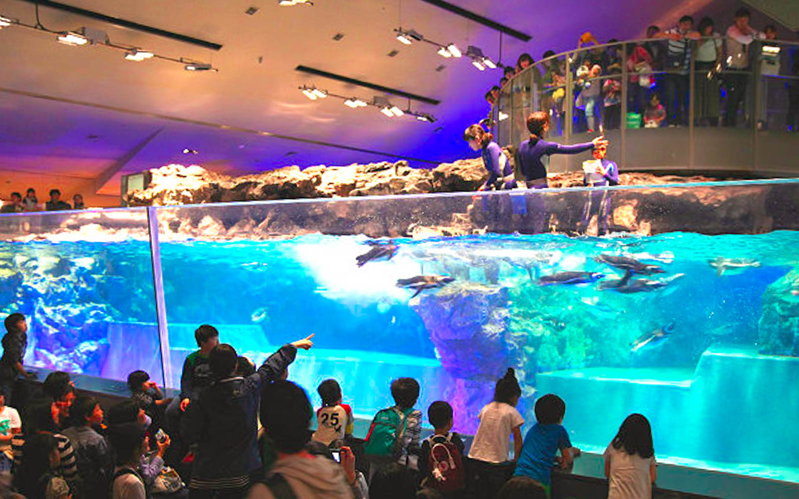 Sumida Aquarium Tokyo Tickets 2024 | Exclusive Deals