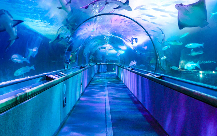 Underwater tunnel at San Francisco aquarium with diverse marine life.