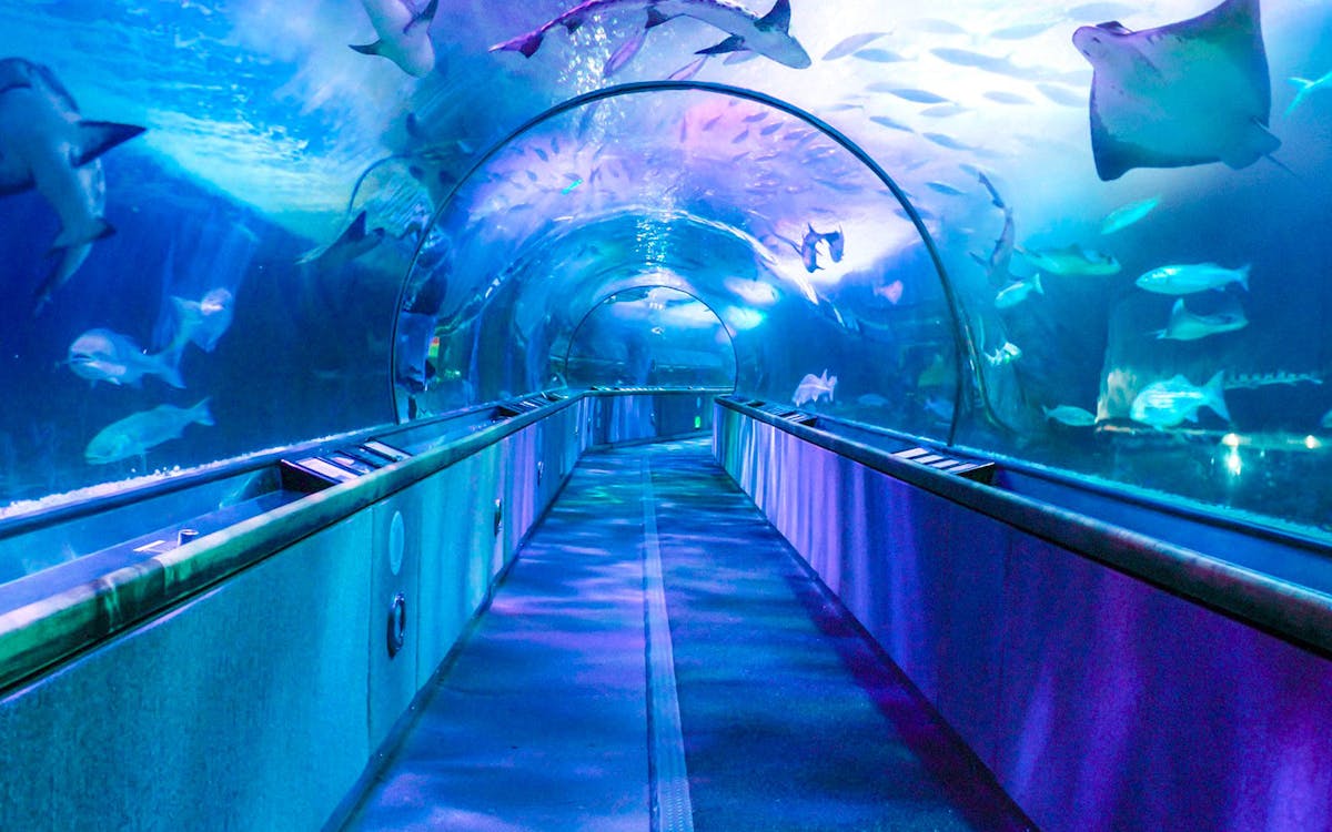 san franciso all-inclusive pass by go city-9 san franciso all-inclusive pass by go city-9