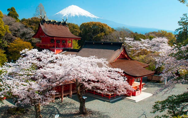 Shinto shrine with cherry blossoms and Mount Fuji in the background, Japan.