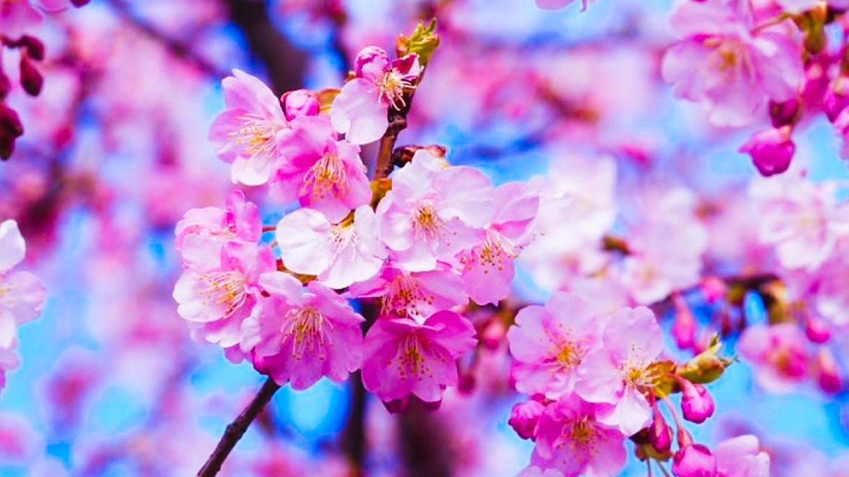 cibo in fiore di ciliegio