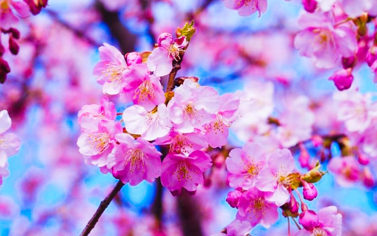 early blooming cherry blossom at mt.fuji day tour-4 early blooming cherry blossom at mt.fuji day tour-4