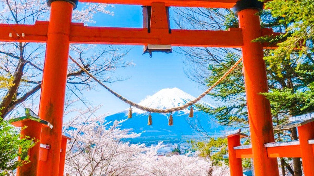 Il momento migliore per vedere i fiori di ciliegio