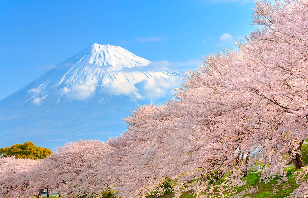 Tour guidati sulla fioritura dei ciliegi