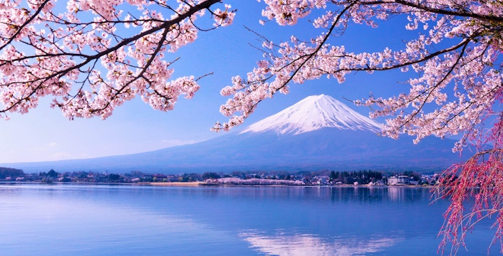 Book Cherry Blossom Tours in Japan