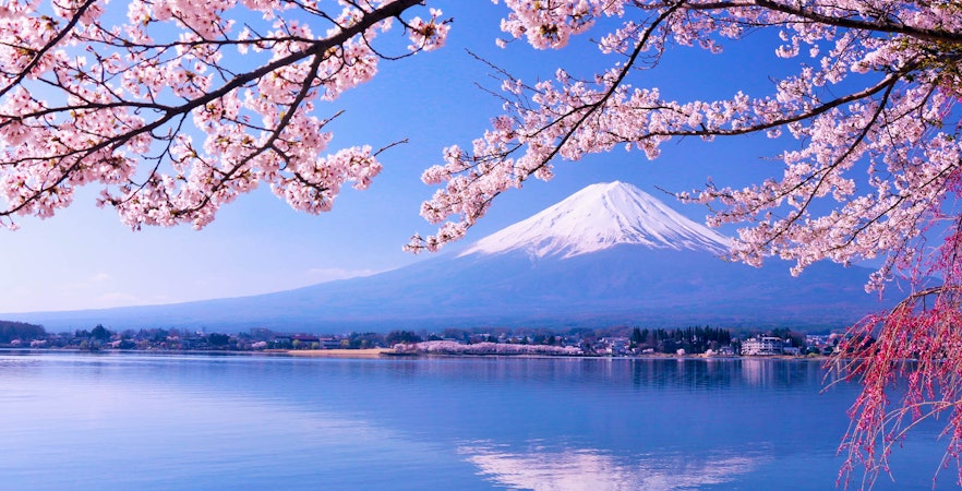 Book Cherry Blossom Tours in Japan