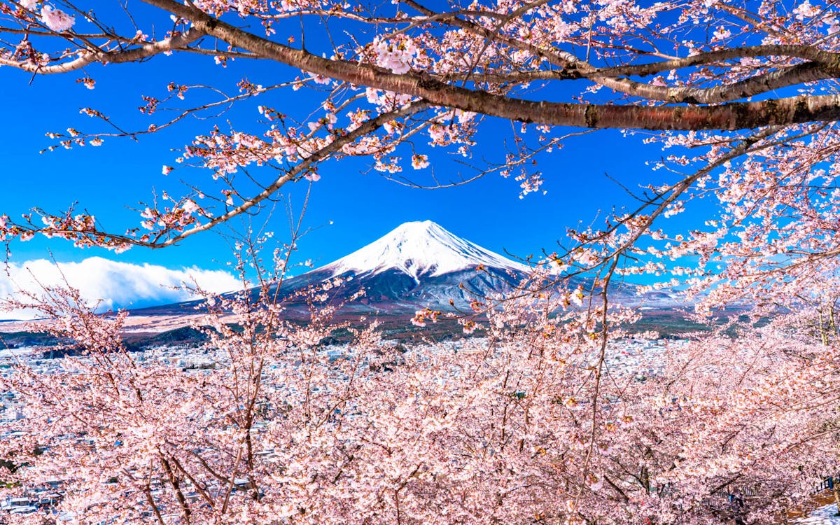 mt. fuji cherry blossom day trip: 5th station, pagoda & kawaguchi lake-6 mt. fuji cherry blossom day trip: 5th station, pagoda & kawaguchi lake-6