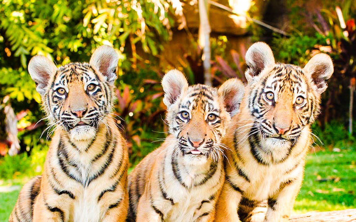dreamworld and whitewater world gold coast 1- day ticket-3 dreamworld and whitewater world gold coast 1- day ticket-3