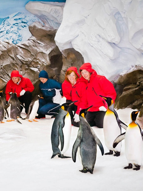 Visitors interacting with penguins at Gold Coast Sea World.