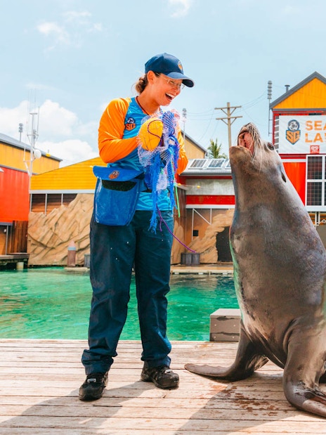 Trainer interacting with a sea lion at Gold Coast Sea World.