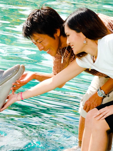 Visitors interacting with a dolphin at Gold Coast Sea World.