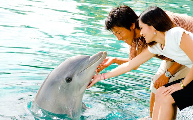 Visitors interacting with a dolphin at Gold Coast Sea World.