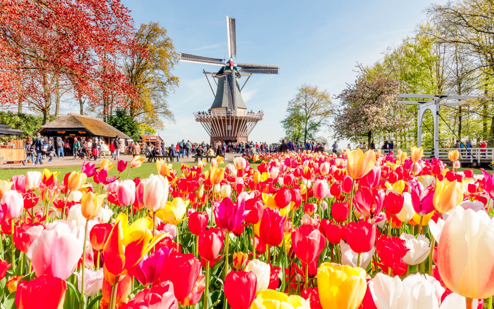 Een molen in de Keukenhof met tulpen op de voorgrond en groepjes bezoekers eromheen