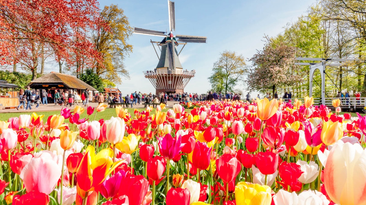 visit keukenhof
