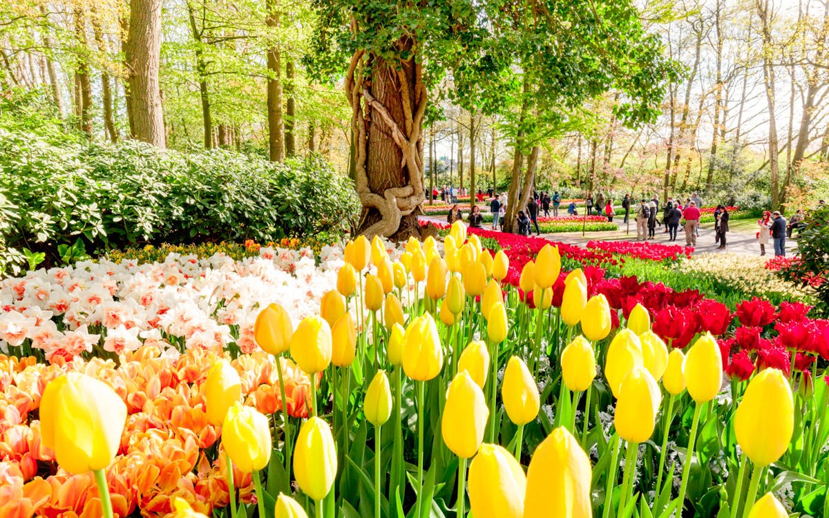 half day guided tour of keukenhof & zaanse schans with this is holland-6 half day guided tour of keukenhof & zaanse schans with this is holland-6