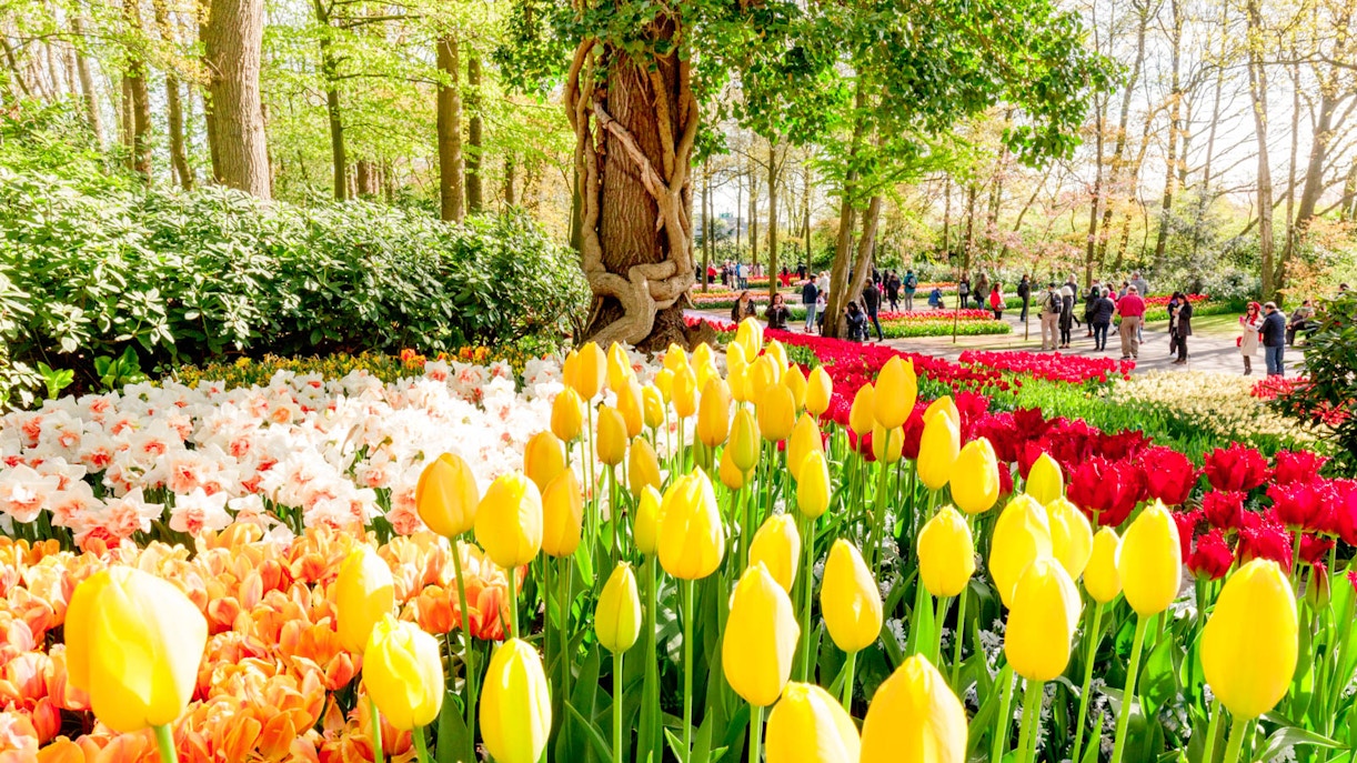 visit Keukenhof