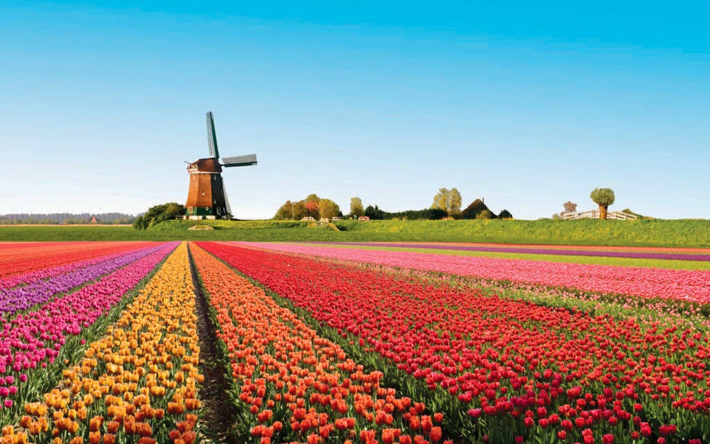 the best of keukenhof & tulip farm with windmill cruise-7 the best of keukenhof & tulip farm with windmill cruise-7