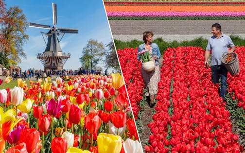 Het beste van Keukenhof & Tulpenboerderij met Windmolenrondvaart