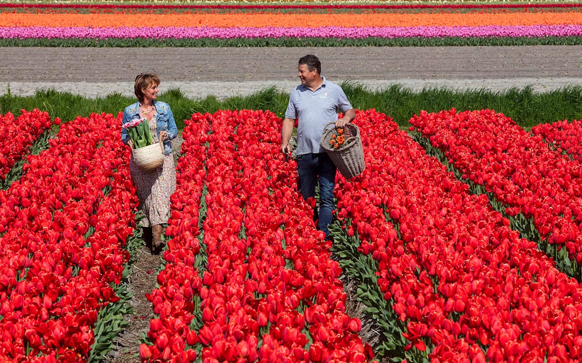 the best of keukenhof & tulip farm with windmill cruise-4 the best of keukenhof & tulip farm with windmill cruise-4