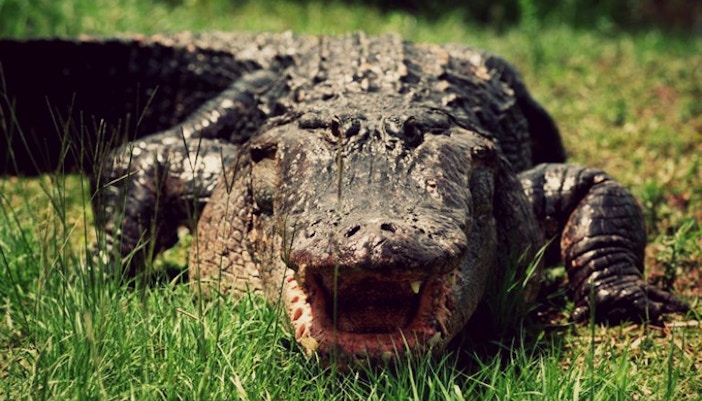 Oasis Wildlife Fuerteventura tickets