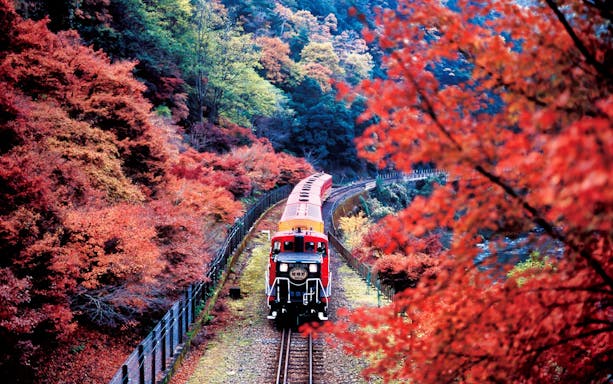 Sagano Romantic Train passing through vibrant autumn foliage in Kyoto, Japan.
