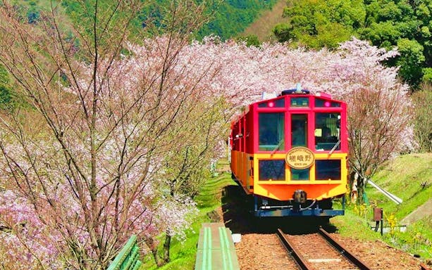 Sagano Romantic Train passing through cherry blossoms in Kyoto, Japan.
