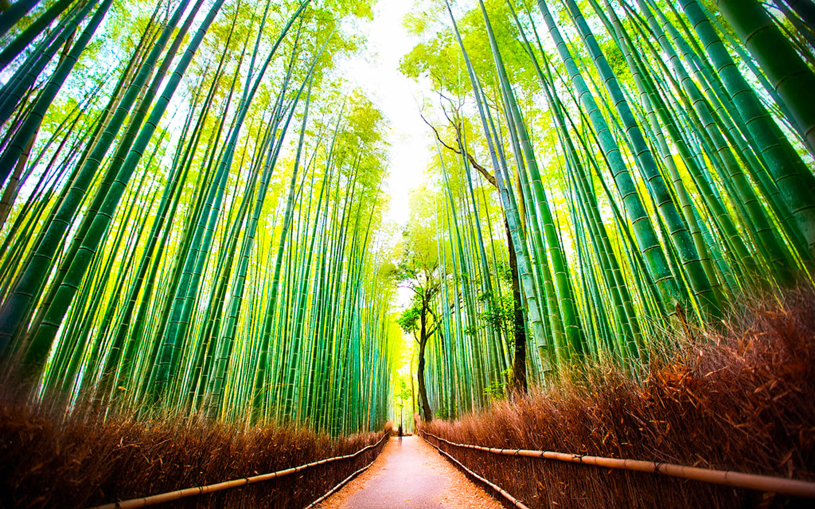 Pathway through Arashiyama Bamboo Grove in Kyoto, Japan.
