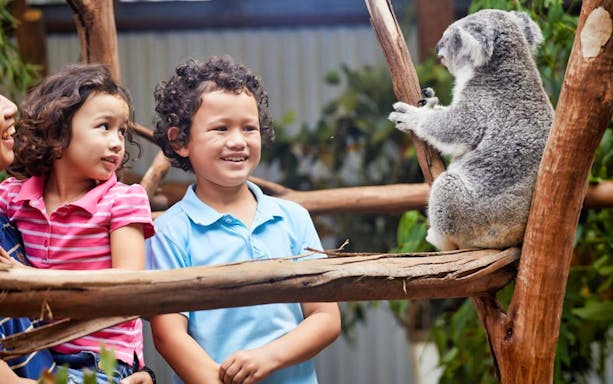 Children observing a koala at Oakvale Wildlife Park.
