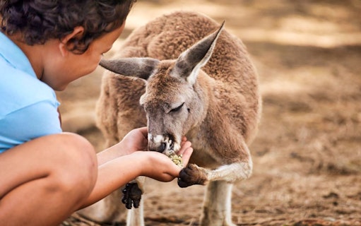 Child feeding a kangaroo at Oakvale Wildlife Park.