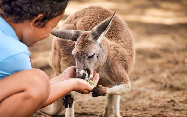 Child feeding a kangaroo at Oakvale Wildlife Park.