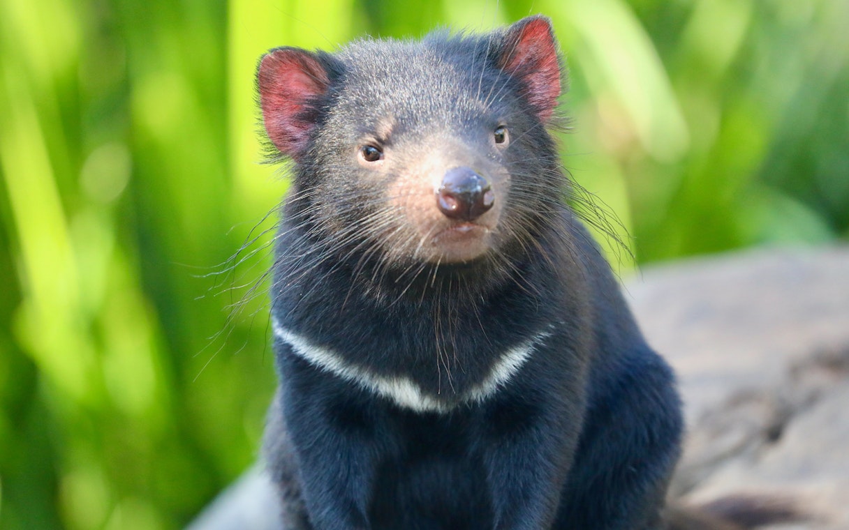 Tasmanian devil at Australian Reptile Park.