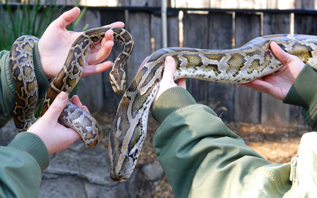 Hands holding a python at Australian Reptile Park.