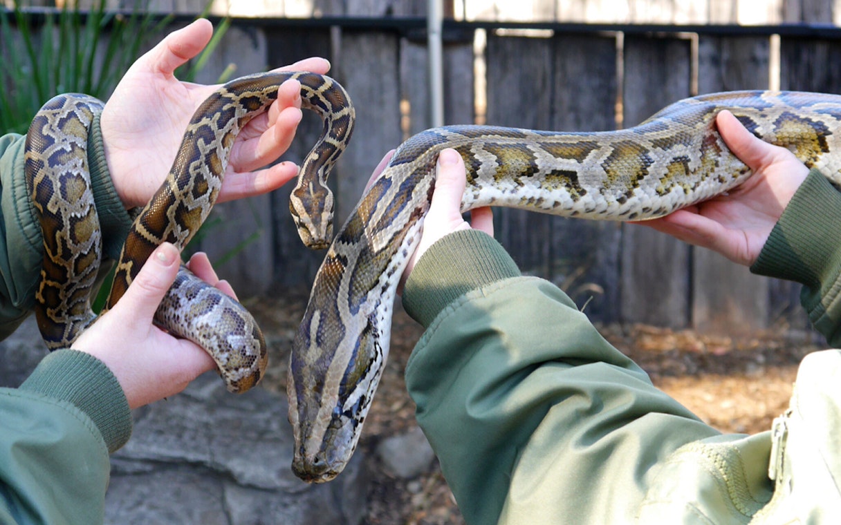 Hands holding a python at Australian Reptile Park.