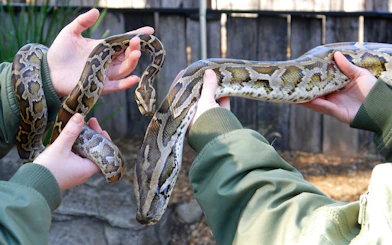 Hands holding a python at Australian Reptile Park.