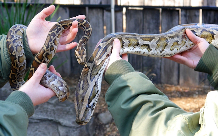 Hands holding a python at Australian Reptile Park.