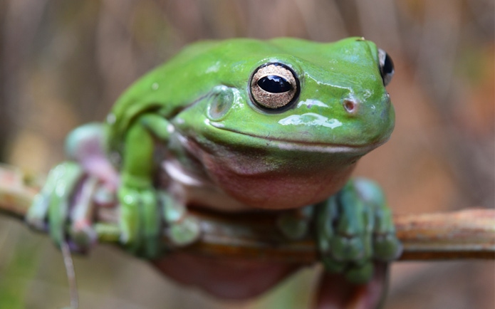 Green tree frog perched on a branch at Australian Reptile Park.
