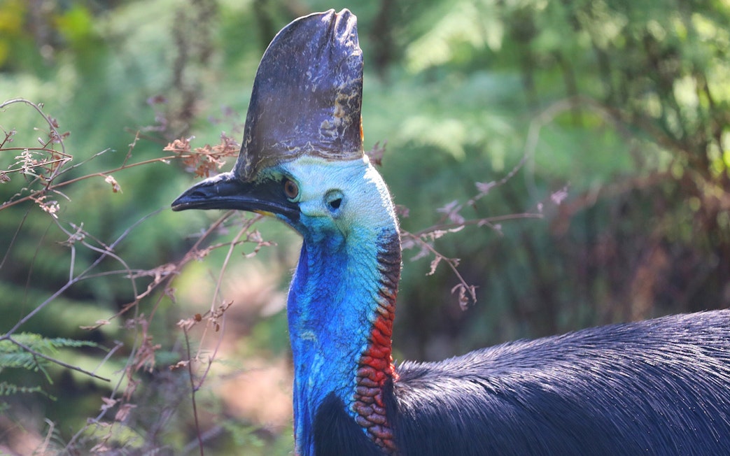 Cassowary in natural habitat at Australian Reptile Park.