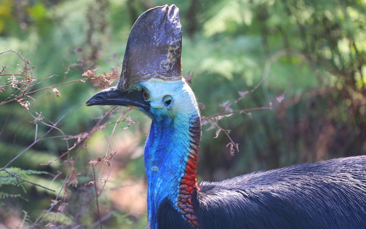 Cassowary in natural habitat at Australian Reptile Park.