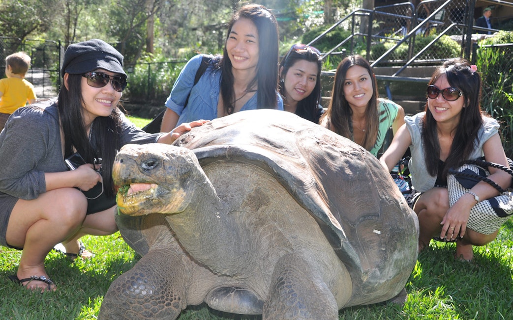 Visitors interacting with a giant tortoise at Australian Reptile Park.