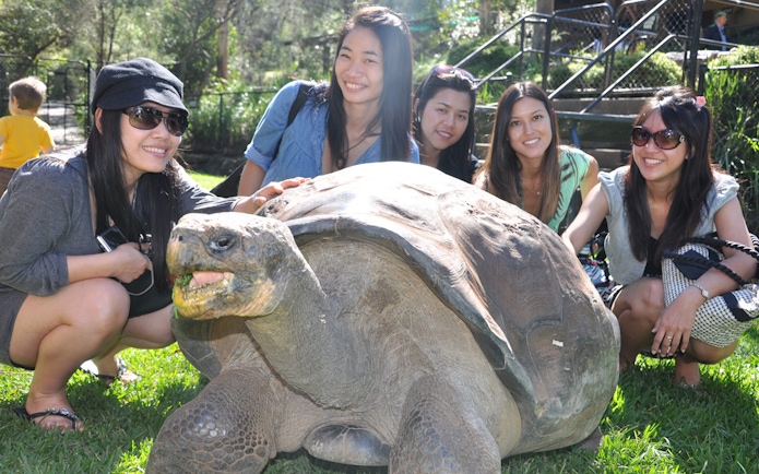 Visitors interacting with a giant tortoise at Australian Reptile Park.