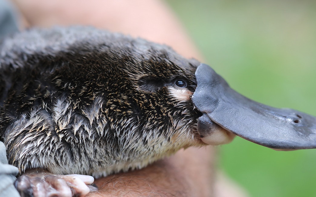 Platypus at Australian Reptile Park, New South Wales.
