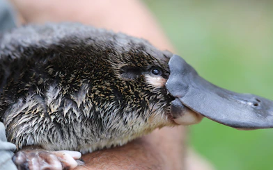 Platypus at Australian Reptile Park, New South Wales.