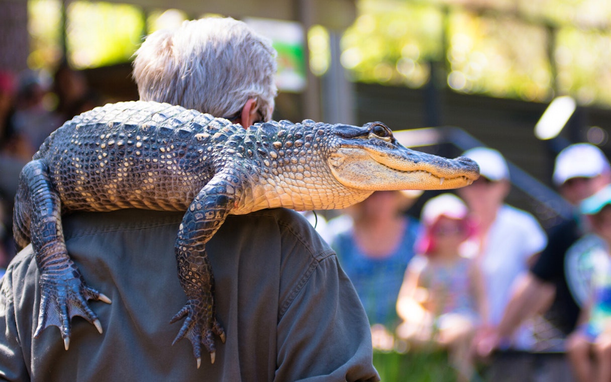 Man holding a crocodile at Australian Reptile Park demonstration.