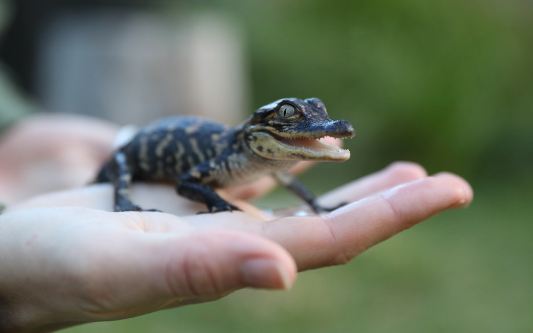 Baby crocodile held in hand at Australian Reptile Park.