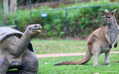 Tortoise and kangaroo at Australian Reptile Park.